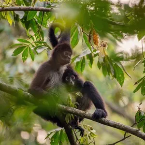 Monkey Sanctuary, Mexico