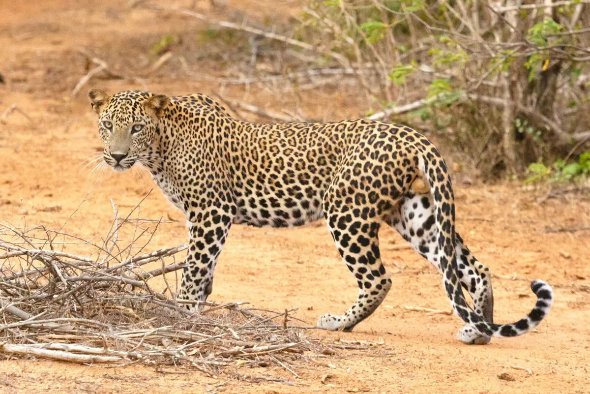 Sri Lanka Odyssey Private Journey - Explore Culture, Wildlife, and Scenic Beauty 