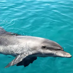 Dolphin Reef