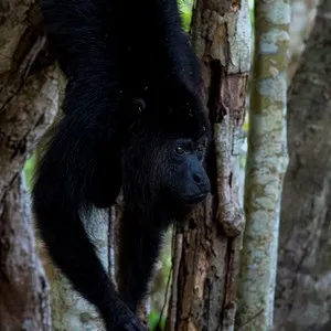 Community Baboon Sanctuary
