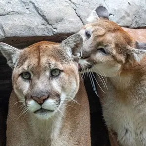Calgary Zoo