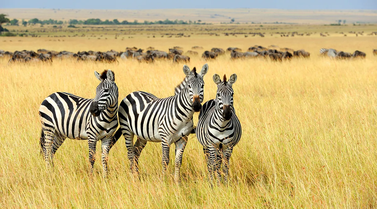 Luxury Kenya Fly In Safari
