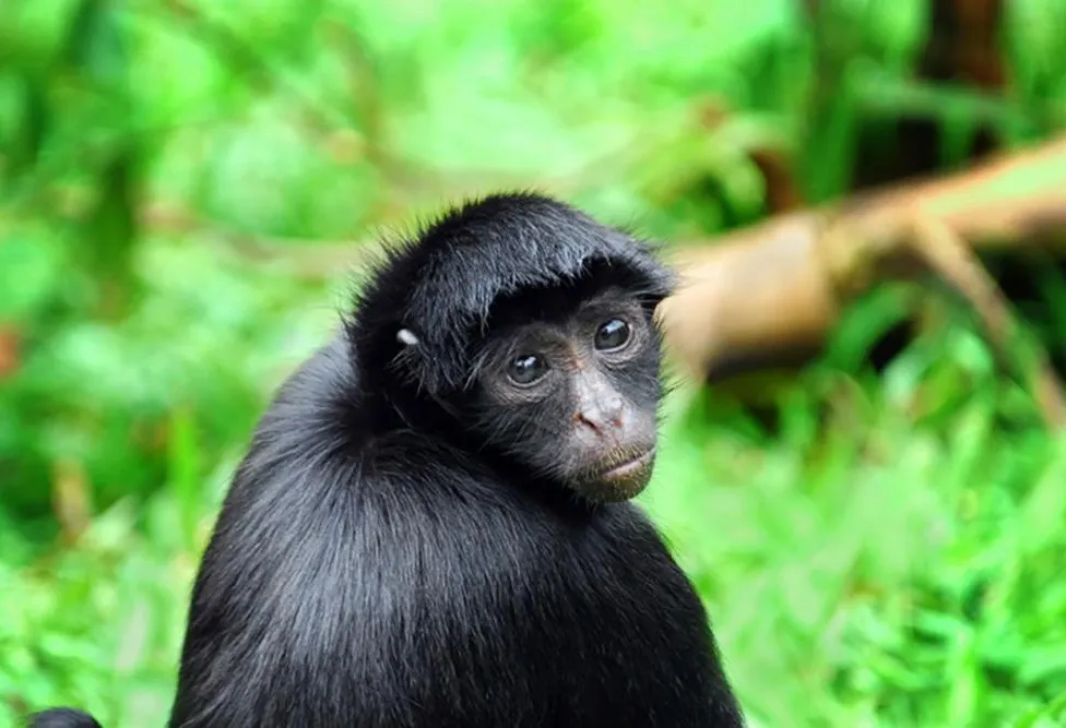 Machu Picchu Amazon and Galapagos Grand Adventure