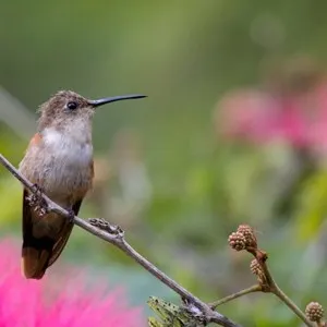 Caribbean Birding Trail