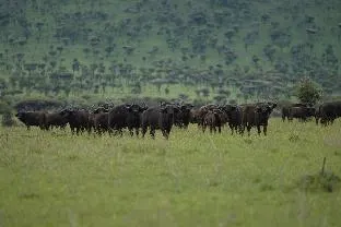 Main photo of Anantya Serengeti hotel
