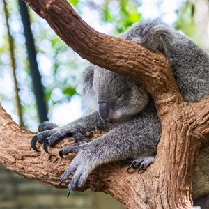 Currumbin Wildlife Sanctuary