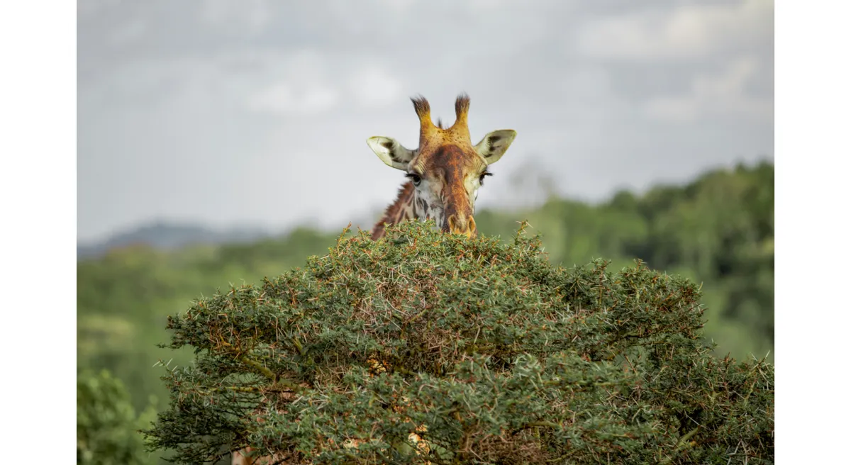 Tanzania Classic Safari Private Journey