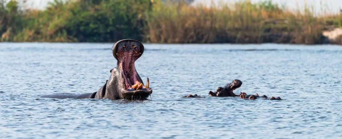 Chobe National Park