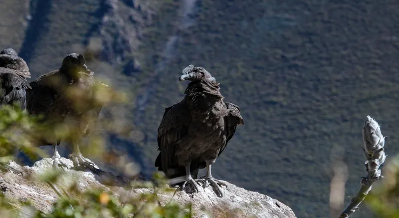 Colca Canyon