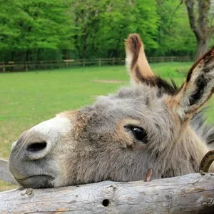 Donkey Sanctuary
