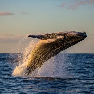 Hervey Bay Whale Watching