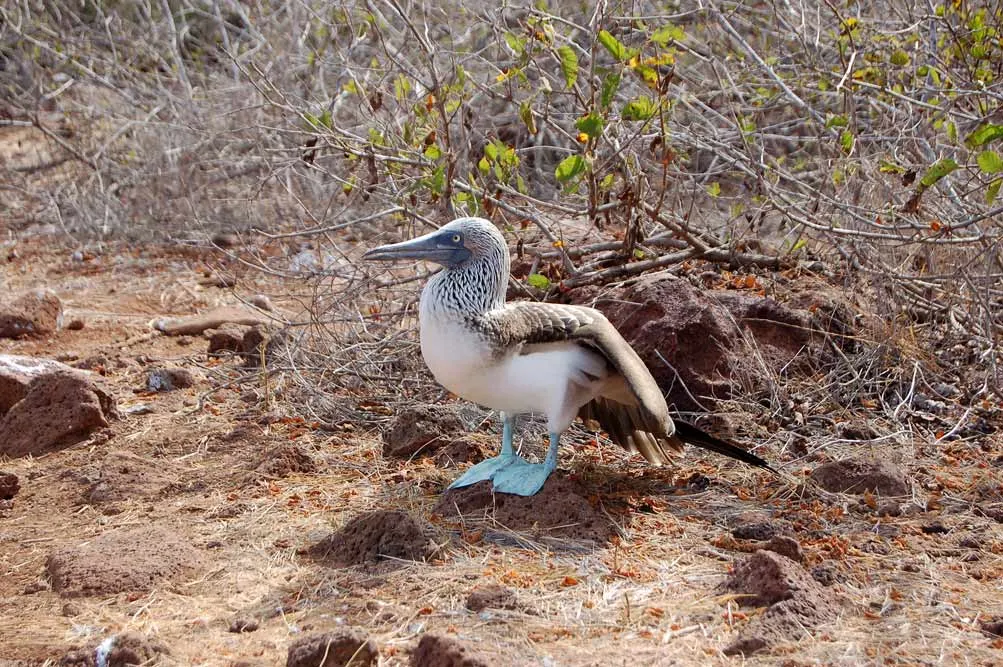 Peru Machu Picchu and Galapagos Islands Explorer