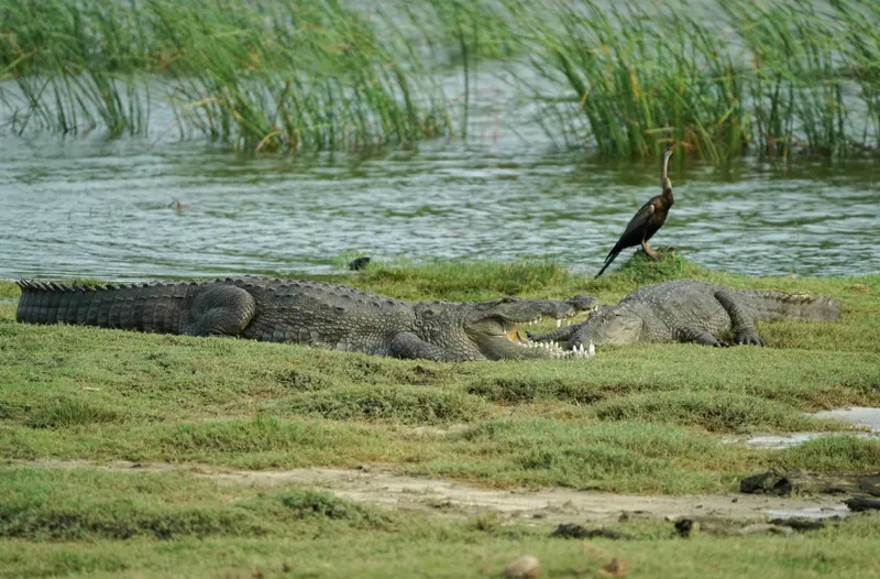 Yala National Park