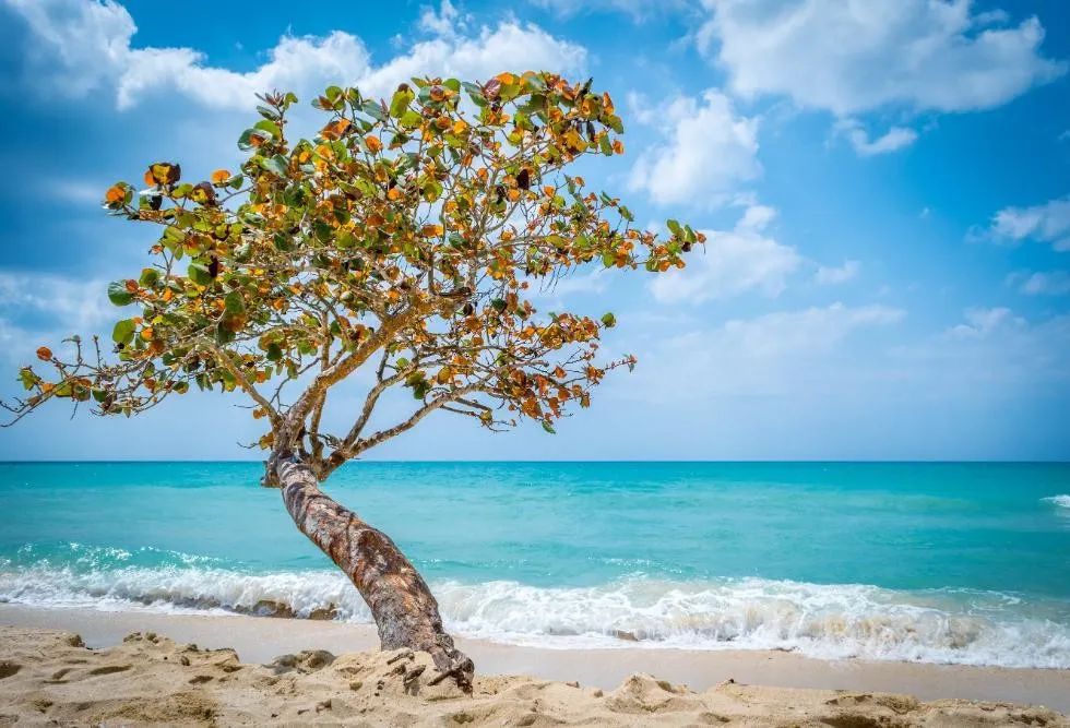 Cayman Islands photo 29