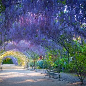 Adelaide Botanic Garden