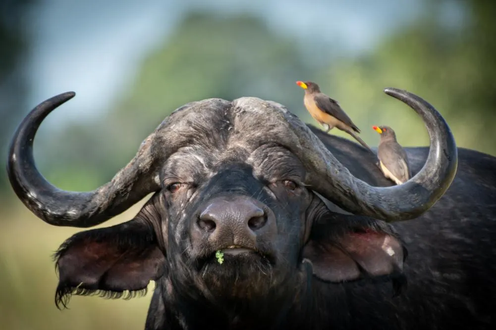 Luxury Okavango Delta Safari