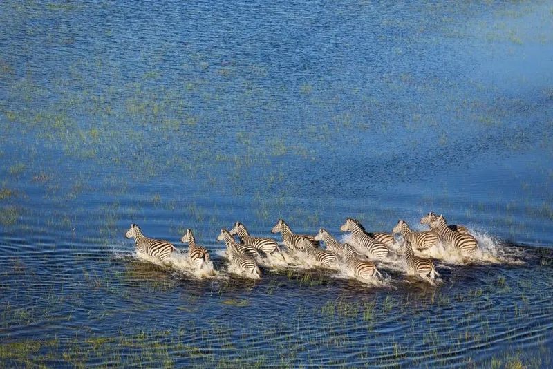 Moremi Game Reserve