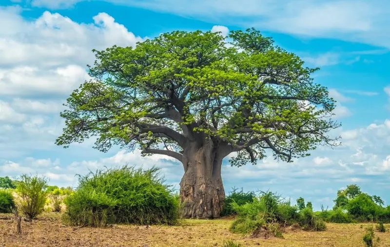 Savuti