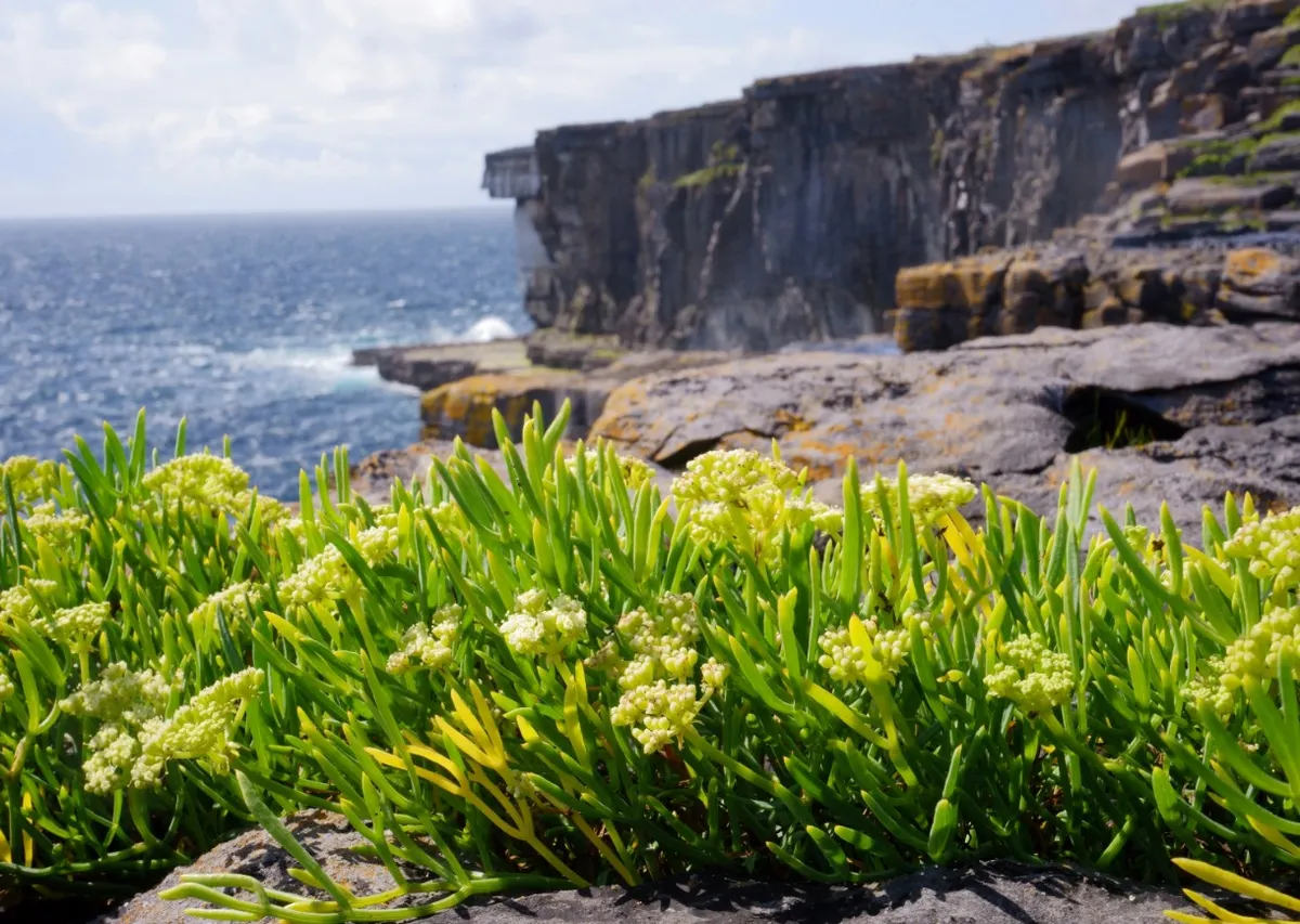 Ultimate Ireland Circle Private Journey