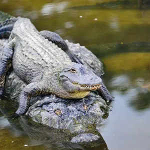 Everglades National Park