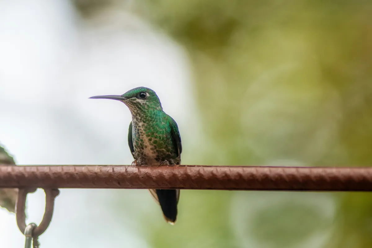 Costa Ricas Rainforest to Coast Private Journey: Nature and Culture Combined 