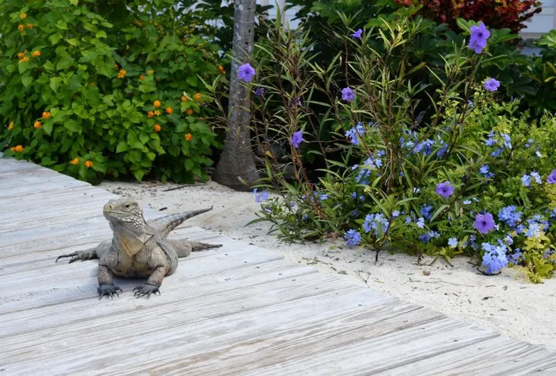 Cayman Brac