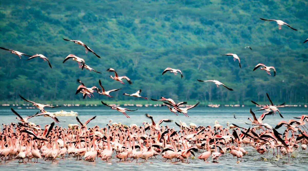 Grand African Safari from Cape Town to Serengeti 