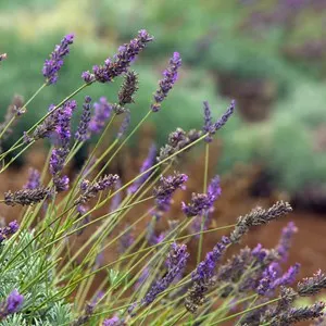 Ali'i Kula Lavender