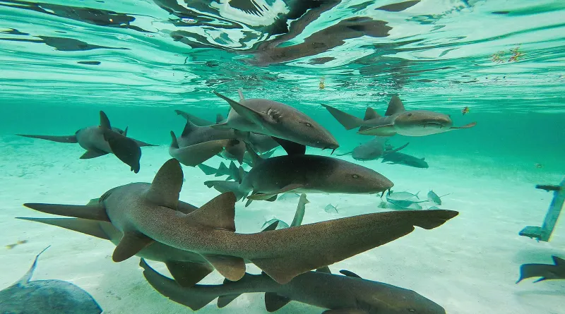 Ambergris Caye