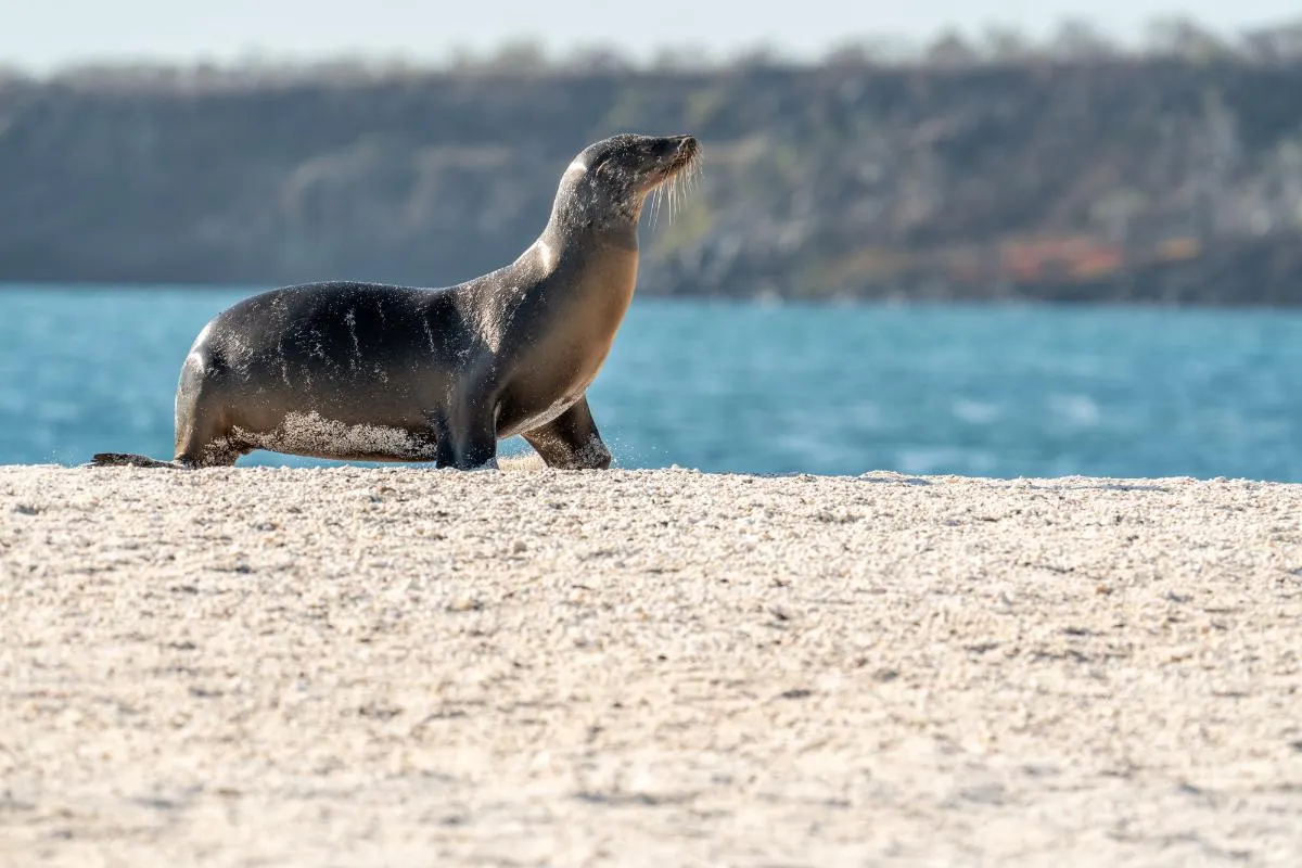 Galapagos Northern Route Six Days Aboard MC EcoGalaxy 