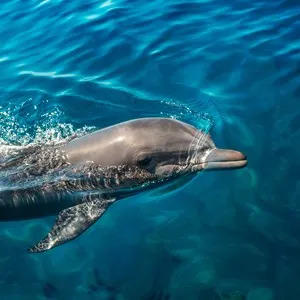 Dingle Dolphin Boat Tours