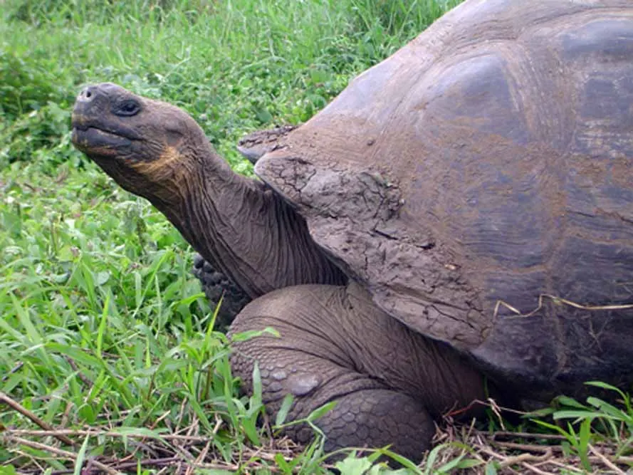 Peru Machu Picchu and Galapagos Islands Explorer