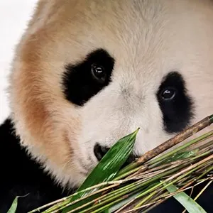 Yang Guang the Panda at Edinburgh Zoo