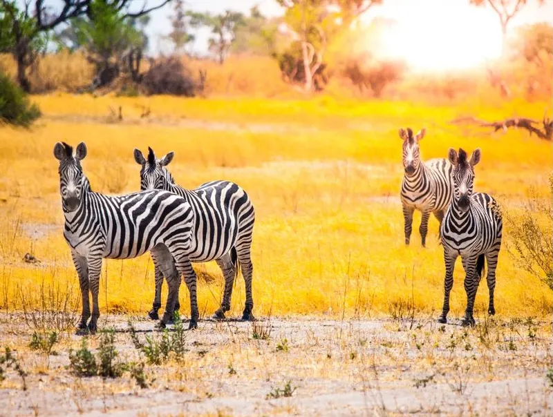 Moremi Game Reserve
