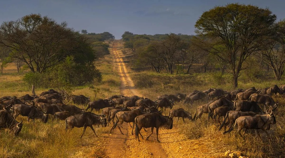 Grand African Safari from Cape Town to Serengeti 