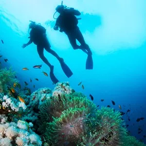 Diving