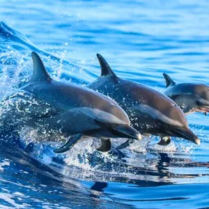 Dolphin Swim & Watch