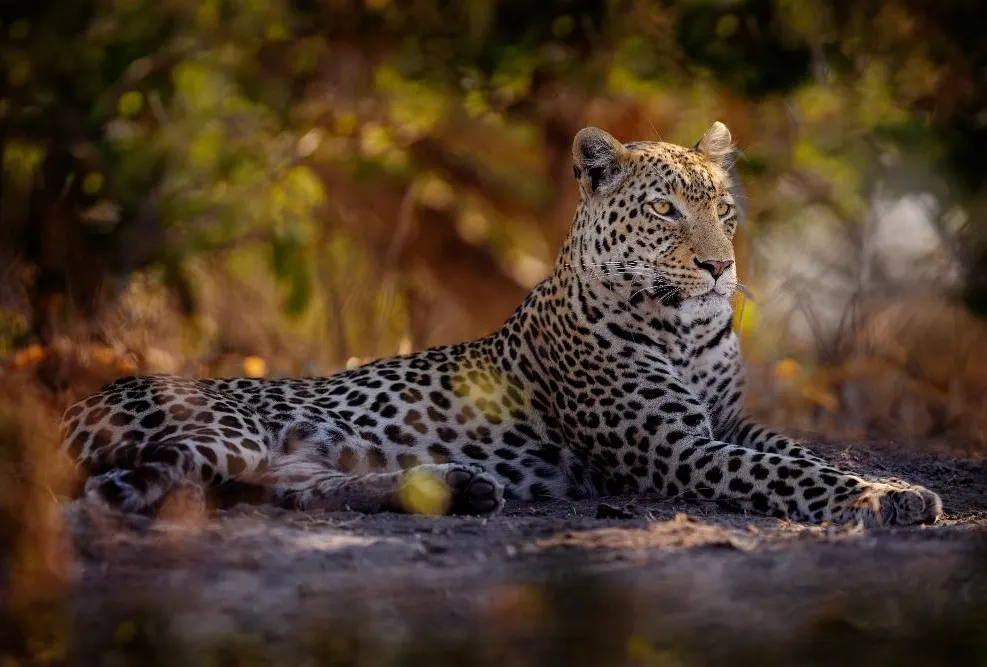 Linyanti Wildlife Reserve