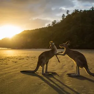 Cape Hillsborough National Park