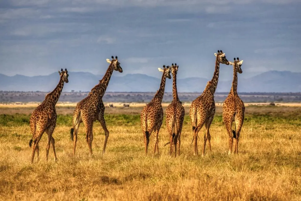 Amboseli National Park