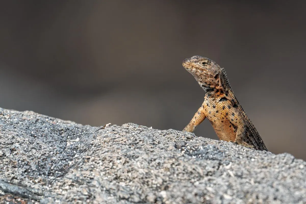 Galapagos Islands Southern Route Cruise Aboard MC Alya