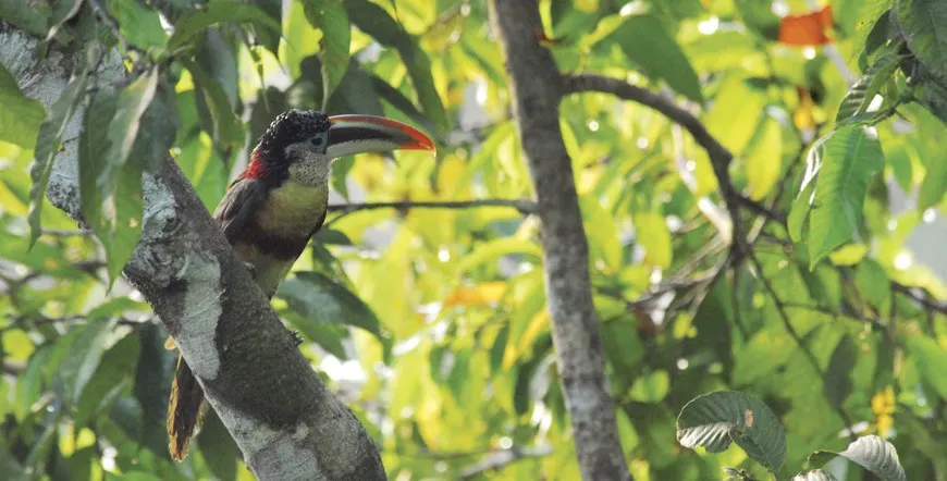 4 day Reserva Amazonica Package Peru City Escape