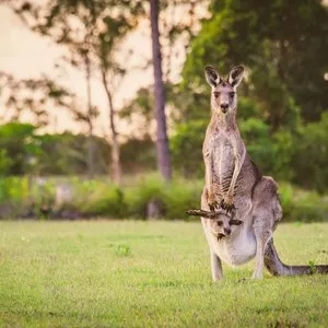 Cleland Wildlife Park