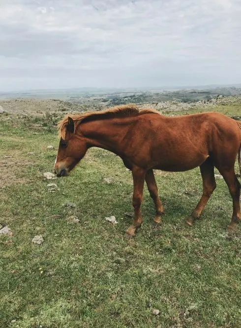 Argentine Estancia Adventure