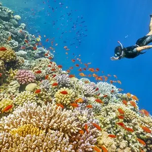 Woman snorkeling close to coral reef.