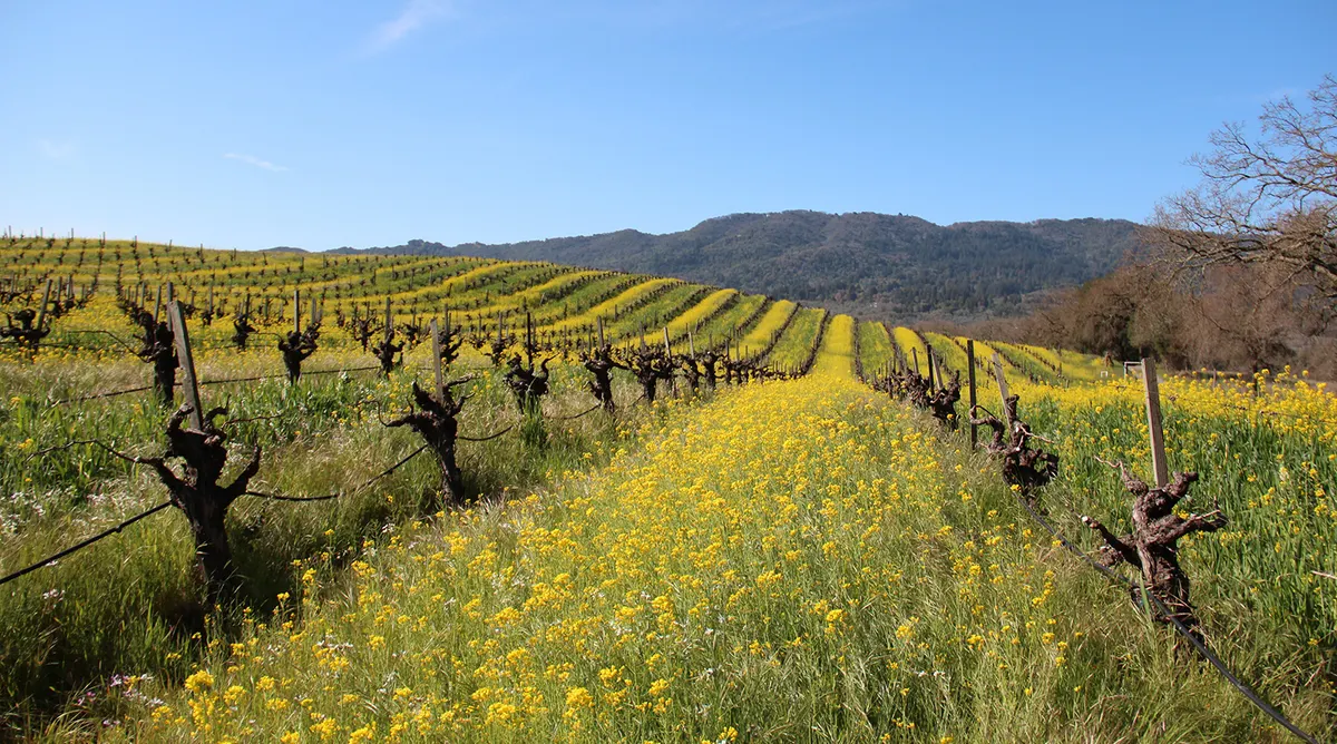 San Francisco and Napa Valley Self Drive Explorer