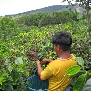 coffee cherry picker in Costa Rica
