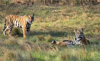 India Golden Triangle and TigersImage