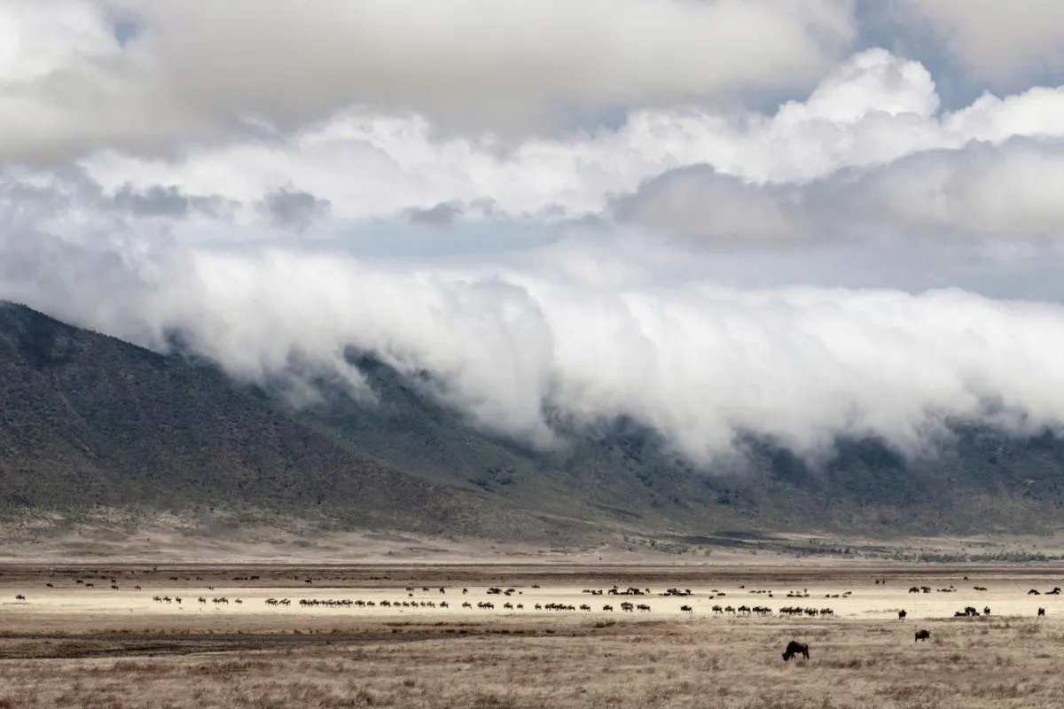 Grand African Safari from Cape Town to Serengeti 