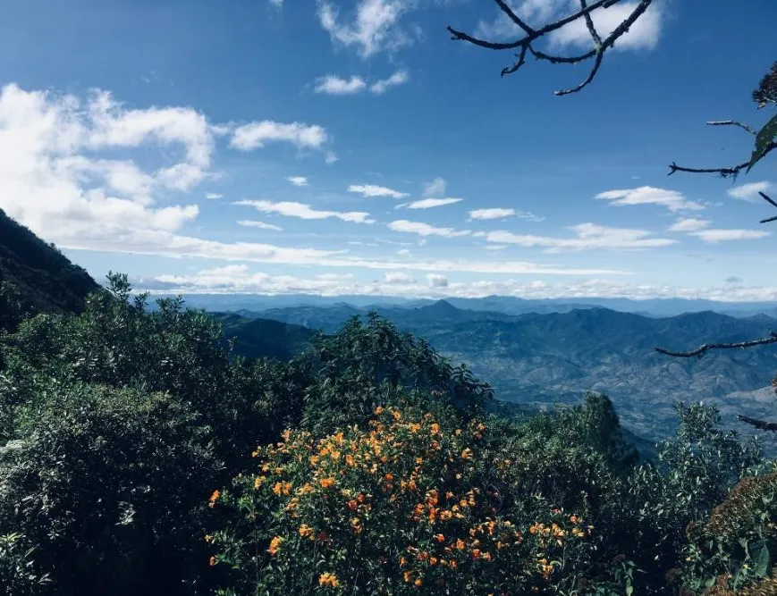 Cloud Forest